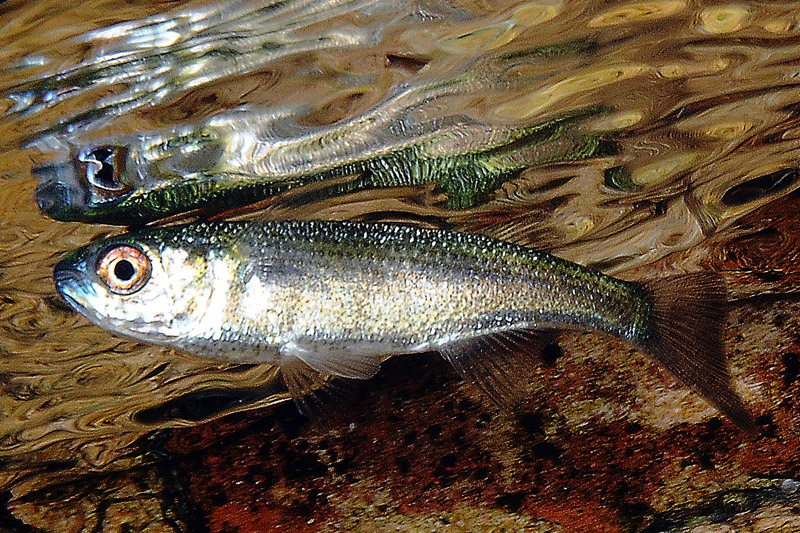 Piccolo cefalo in superficie